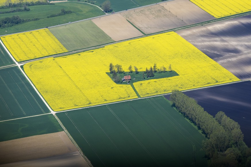 Une batisse isolee au milieu d&#039;un champ de colza est photographiee dans la campagnes vaudoise ,ce jeudi 4 mai 2023. (KEYSTONE/Martial Trezzini)