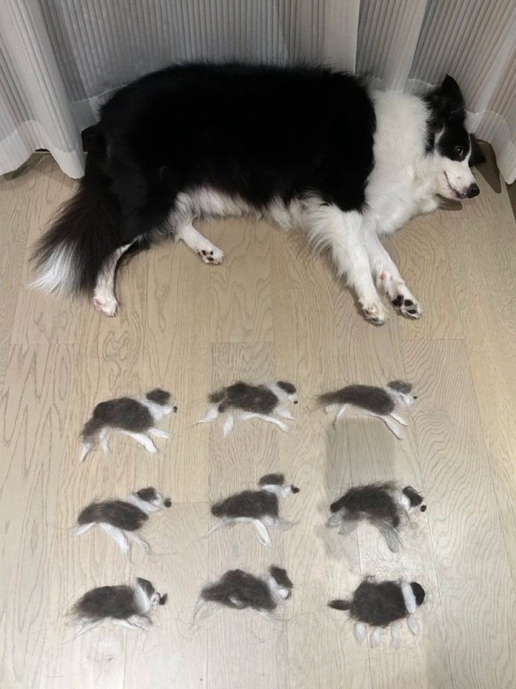 Cute News: süsse und lustige Tierbilder