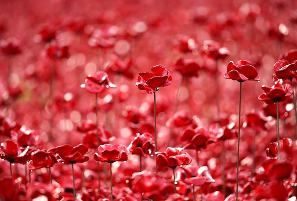 LONDON, ENGLAND - OCTOBER 16: Ceramic poppies covered in rainwater are seen ahead of a visit by Queen Elizabeth II and Prince Philip, Duke of Edinburgh to the Blood Swept Lands and Seas of Red evolvin ...