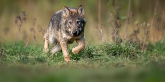 Ce canton propose une alternative au tir du loup