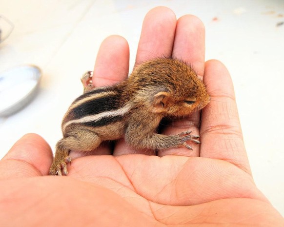 cute news animal tier eichhörnchen

Found this cute baby squirrel fell from tree, waited almost 2 hours for her mom but no luck. Now feeding her

https://www.reddit.com/r/aww/comments/pxwyl9/found_thi ...