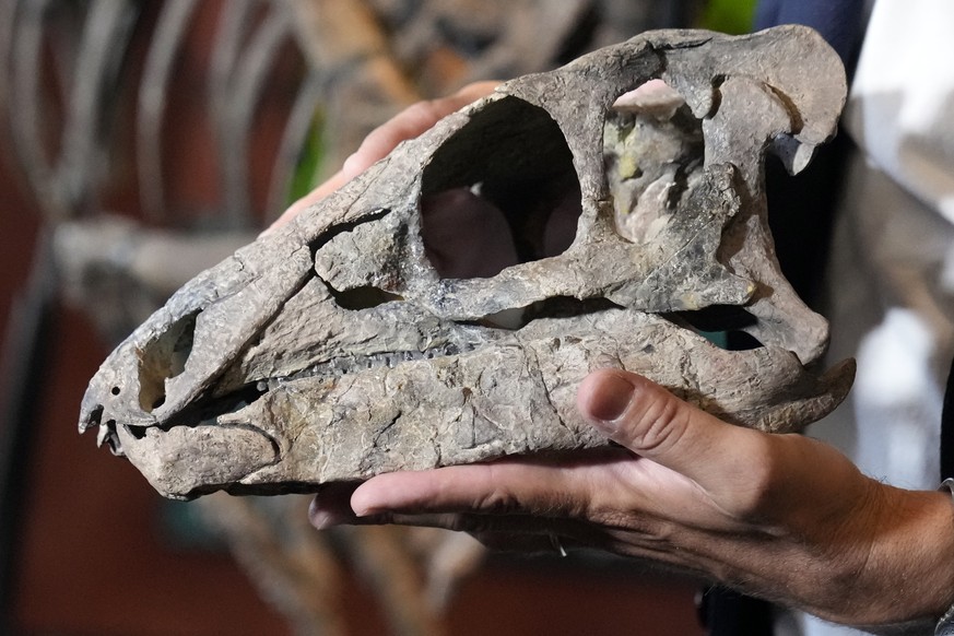 Expert Iacopo Briano shows the skull of Zephyr, the Jurassic age (161-145 million years) dinosaur skeleton discovered in 2019 in Colorado, U.S., displayed at Giquello auction house in Paris, France, W ...
