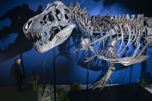 On est toujours pas sûrs pour l'œuf, mais en tous cas le tyrannosaure Trinity était sur terre bien avant la poule.