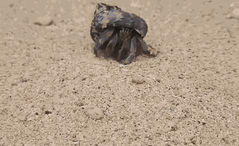 GIF animé