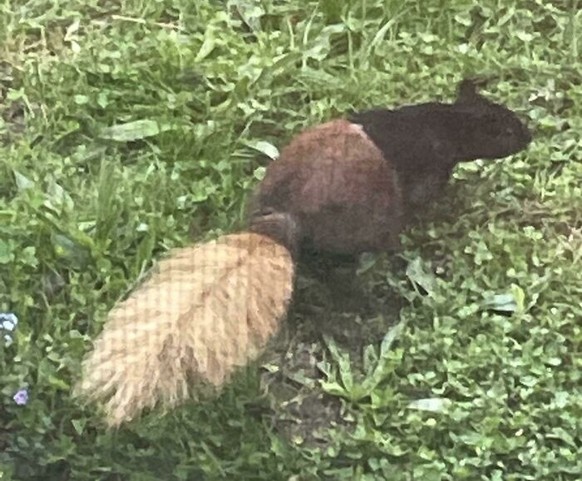 cute news tier eichhörnchen

https://www.reddit.com/r/mildlyinteresting/comments/usot7q/there_is_a_squirrel_with_3_different_colours_in/