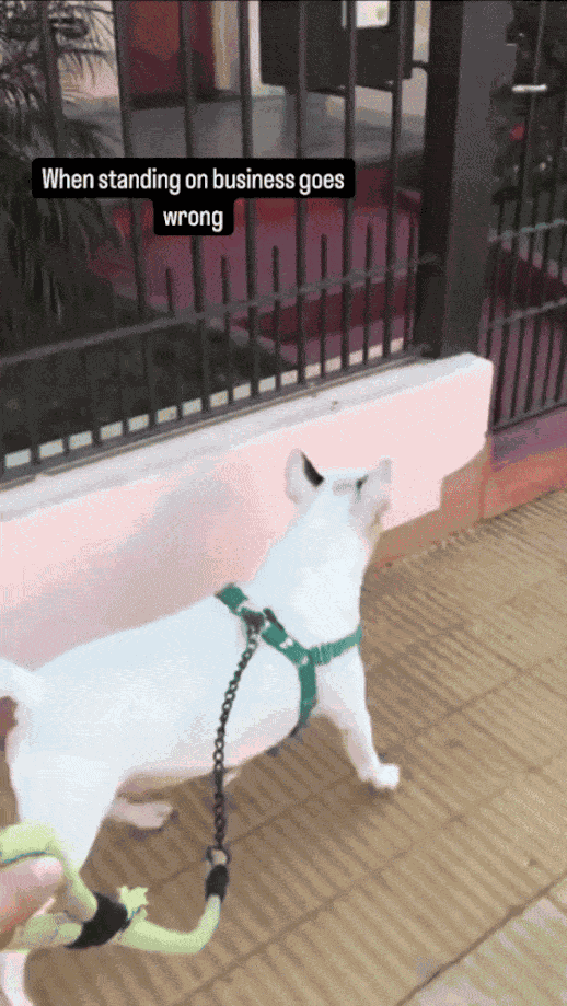 GIF animé