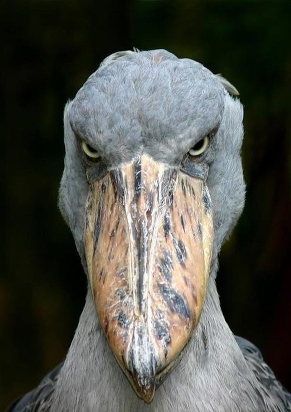 Si le lundi était un oiseau...