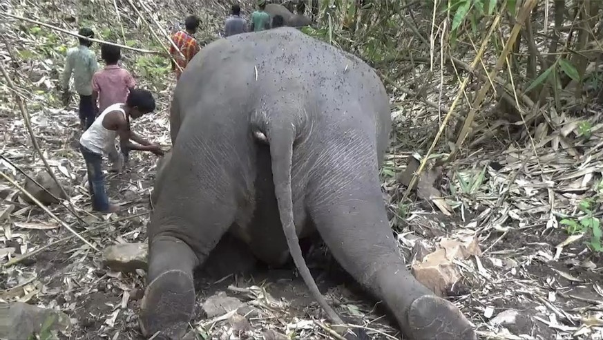 This frame grab from video provided by KK Productions shows an Indian village boy paying respect to one among 18 wild Asiatic elephants found dead in the protected Kondali forest reserve in north east ...