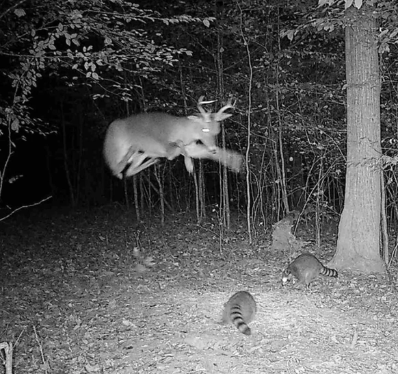 Die lustigsten Bilder der Wildtierkamera