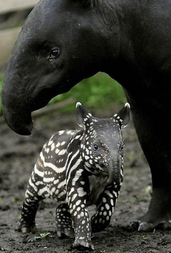 cute news tier tapir

https://www.reddit.com/r/AnimalsBeingMoms/comments/19cspyv/black_mother_tapir_with_her_black_and_white_baby/