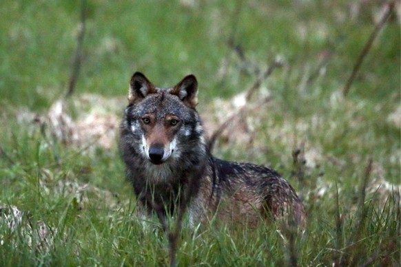 Ein Wolf, mutmasslich &quot;M35&quot;, aufgenommen beim Dorfeingang von Bellwald im Obergoms, Wallis, am 28. Mai 2013. Der Wolf hat in der Nacht auf Freitag, 7. Juni 2013 im Wallis erneut zugeschlagen ...