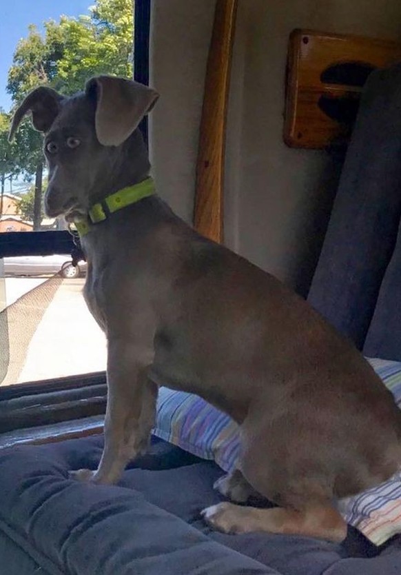 cute news tiere, die mit dem panorama modus fotografiert wurden

https://www.instagram.com/p/Cqi5nkcIkh2/?img_index=10