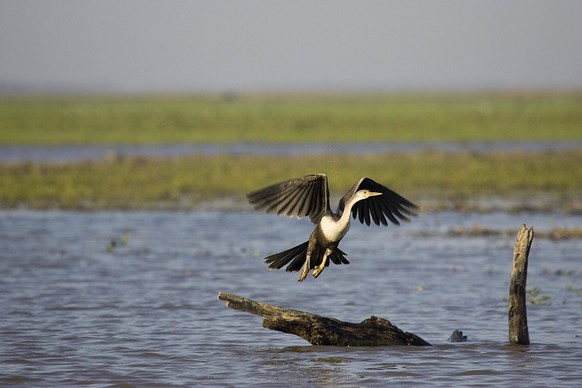 Anhinga oder Amerikanischer Schlangenhalsvogel anhinga anhinga, adult im Flug, Landung, Los Lianos in Venezuela *** Anhinga Or American Darter Anhinga Anhinga , Adult at Flight, Landing, Los LIANOS in ...
