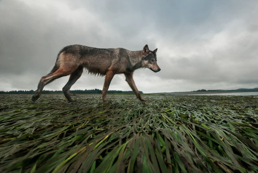 Wildlife Photographer of the Year People&#039;s Choice Awards, Wolf