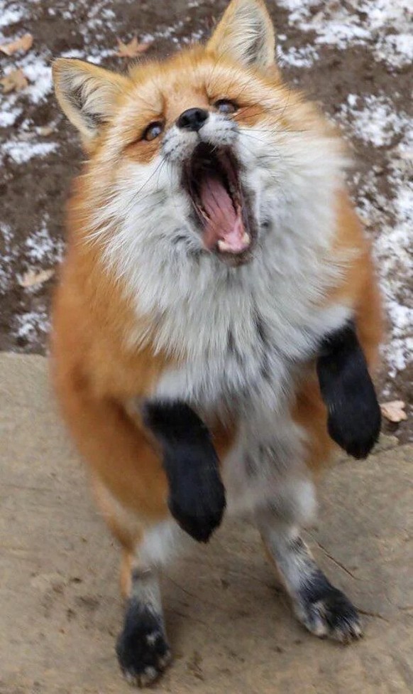 cute news tier fuchs

https://www.reddit.com/r/foxes/comments/12rc831/a_collection_of_foxxos_standing_up/