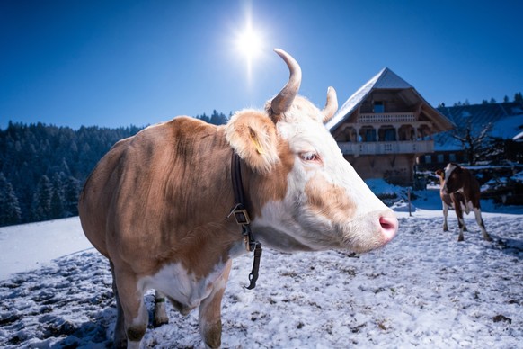 En hiver, les vaches des Wieland ont la patate.