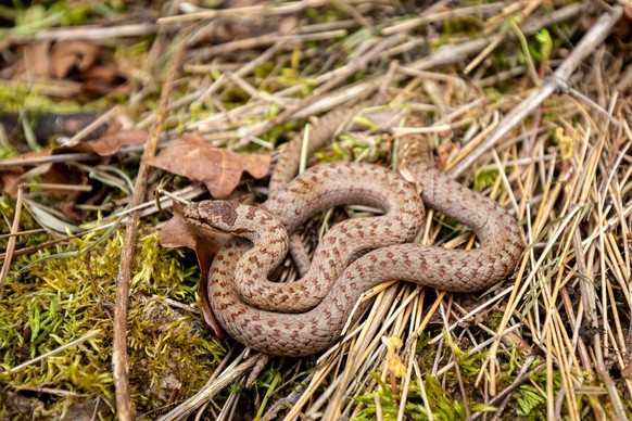 coronelle lisse (serpent)