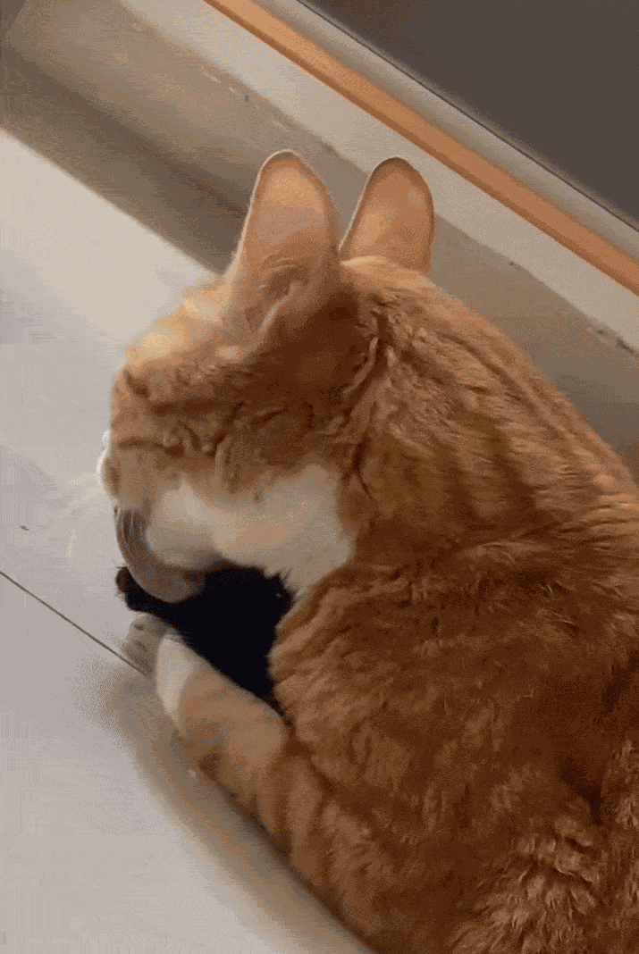 GIF animé
