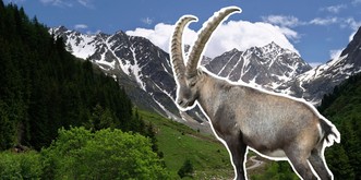 Une des plus grandes colonies de bouquetins des Alpes vit ici