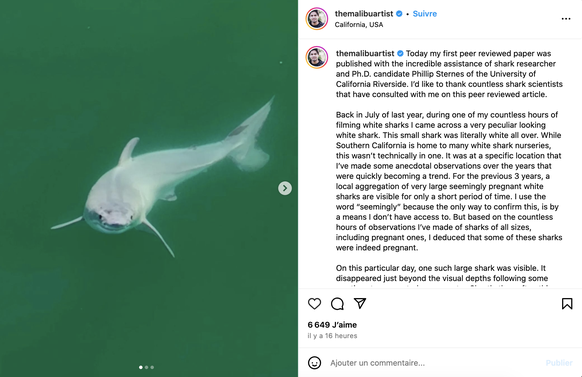 un bébé requin blanc