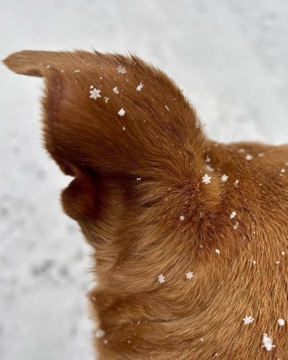 cute news tier schneeflock

https://www.instagram.com/p/DTK_xfjDC1t/?img_index=1