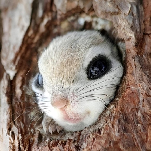 cute news tier hörnchen

https://www.reddit.com/r/aww/comments/zwuor8/this_adorable_japanese_flying_squirrel/