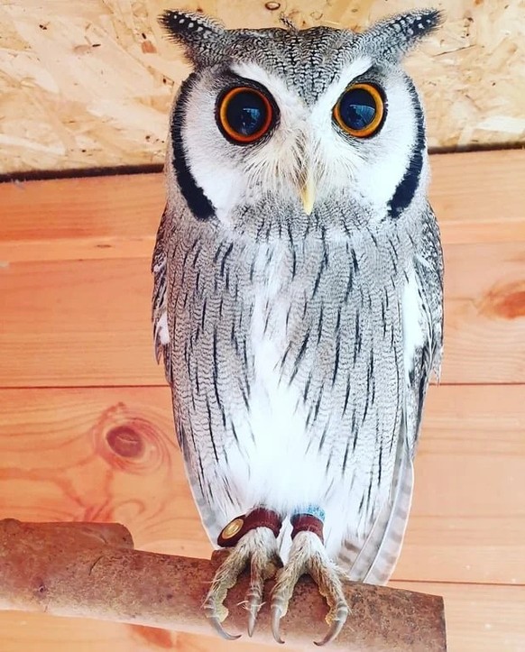 cute news tier eule

https://www.reddit.com/r/Owls/comments/18ws0lu/a_one_year_old_white_faced_owl/