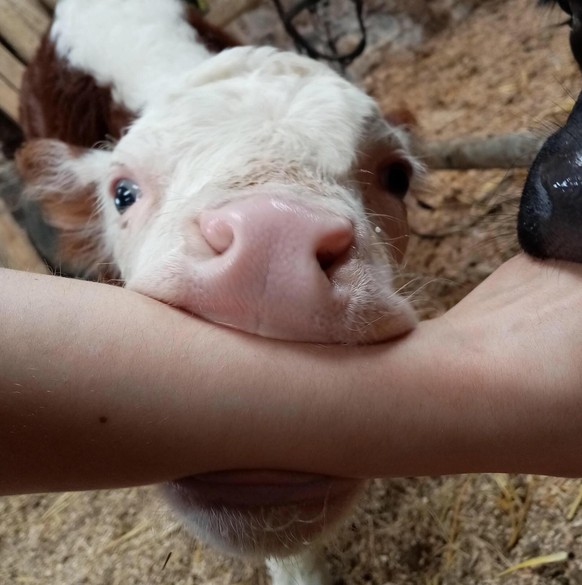 cute news animal tier kuh cow

https://www.reddit.com/r/funny/comments/se76zg/munching_on_my_arm/