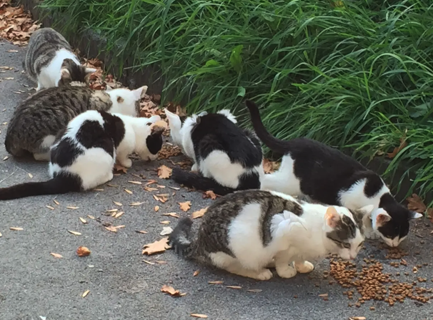 Selon les organisations de protection des animaux, la situation des chats errants s'aggrave chaque année.