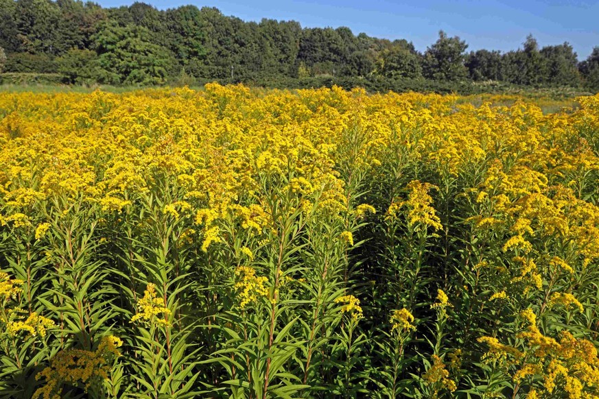 Inutile de dire qu'il ne reste plus grand chose de cette prairie.