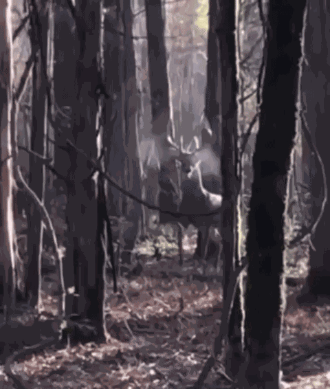 GIF animé