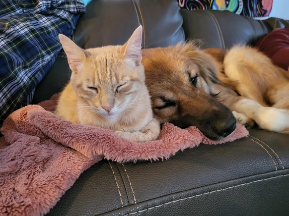 cute news tier katze und hund

https://www.reddit.com/r/rarepuppers/comments/13pzzvd/its_mooses_third_birthday_today/