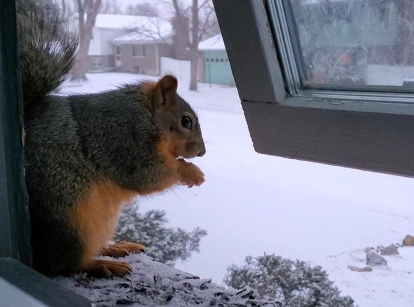 cute news animal tier eichhörnchen squirrel

https://www.reddit.com/r/squirrels/comments/siaruy/caroline_lives_in_our_pine_tree/