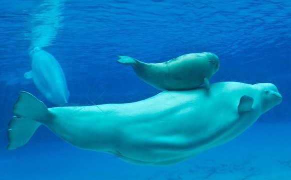 NIAGARA FALLS, ON - JULY 20: Beluga whales is seen through the glass of Marineland&#039;s underwater viewing area in Arctic Cove on Friday July 20, 2012. (Tara Walton/Toronto Star via Getty Images)