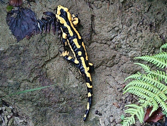 Feuersalamander Amphibie