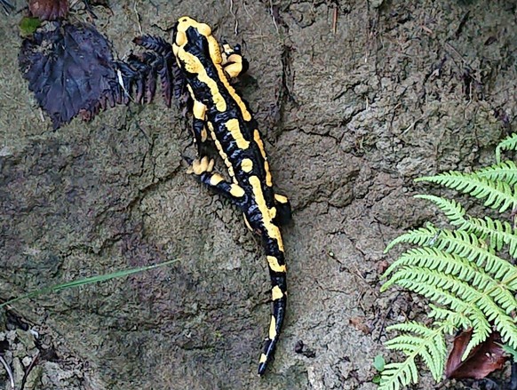 Feuersalamander Amphibie