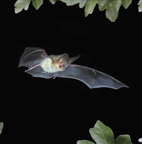 Braunes Langohr Plecotus auritus im Flug, highspeed Naturfoto, Fledermäuse, Säugetiere, Tiere Siegerland, Nordrhein-Westfalen, Deutschland, Europa *** brown Langohr Plecotus auritus at Flight, High Sp ...