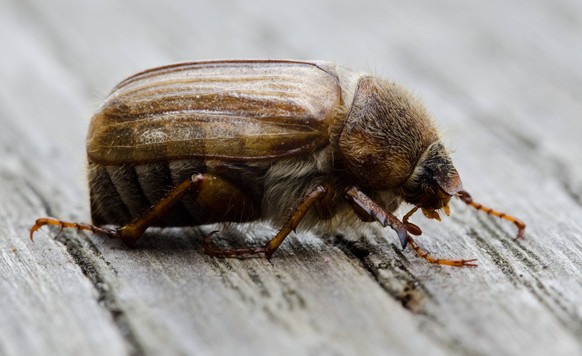 La Confédération met en garde contre le scarabée japonais. Ce coléoptère et sa larve mangent les plantes, comme les vignes. Le géranium blanc est un bon piège.