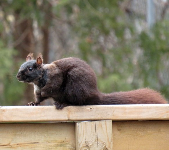 cute news animal tier eichhörnchen

https://www.reddit.com/r/squirrels/comments/tllpss/awkward_phase/