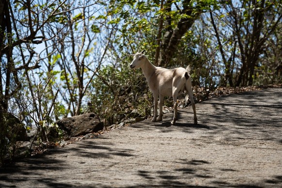 A goat eats vegetation on Le Chameau Hill in Terre-de-Haut, Les Saintes, on the French Caribbean island of Guadeloupe, on March 18, 2026. They roam the beaches, graze in gardens, and devastate protect ...