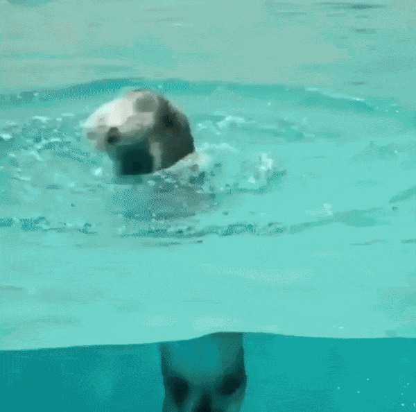 GIF animé