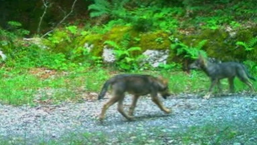 Première meute de loups «schwyzoise» à la frontière glaronnaise