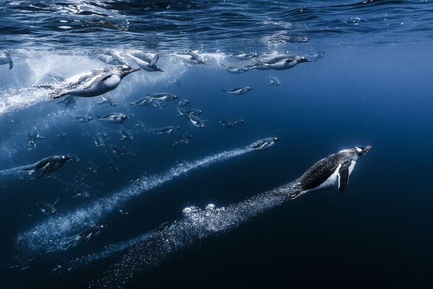 2025 Ocean Photographer Of The Year Awards