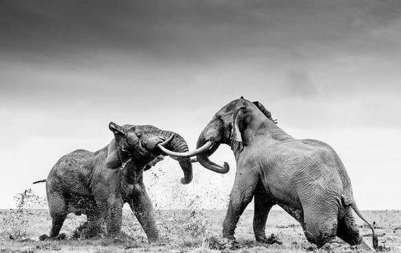 Deux éléphants mâles se battent entre eux dans le parc national d'Amboseli au Kenya.