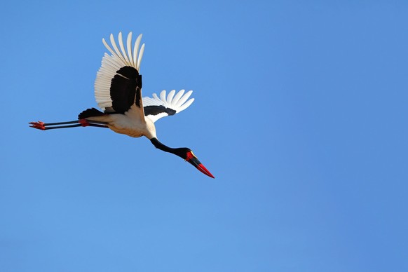 Sattelstorch, Sattel-Storch (Ephippiorhynchus senegalensis), abfliegend, Suedafrika, Krueger Nationalpark saddle-bill stork (Ephippiorhynchus senegalensis), starting, South Africa, Krueger National Pa ...