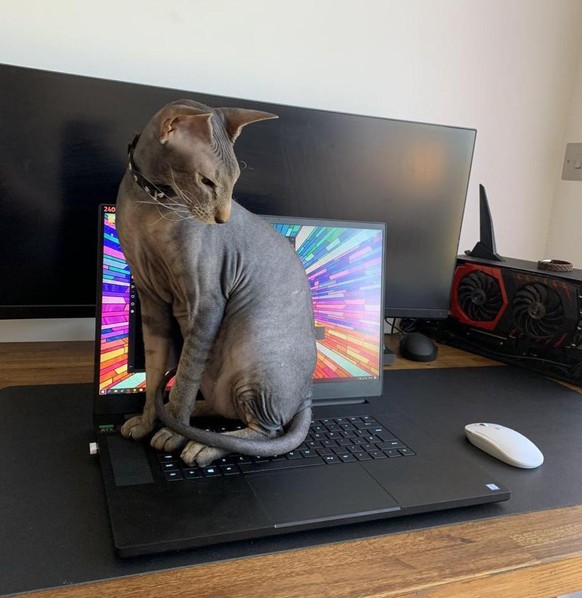 <strong>Une sorte de sphynx mais avec une tête de fouine. Il a l'air de faire constamment la gueule.</strong>