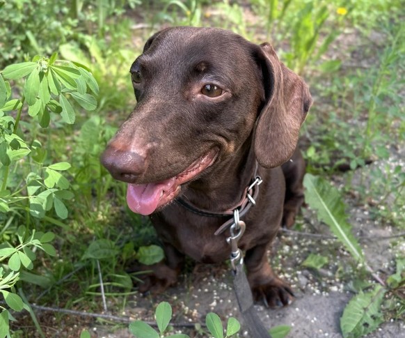 Hund / Dackel