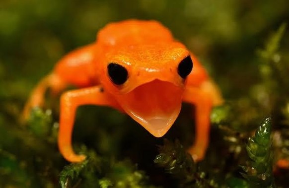 cute news tier gelbe sattelkröte

https://www.reddit.com/r/Awwducational/comments/1fybzc4/the_pumpkin_toadlet_is_one_of_the_smallest_frogs/