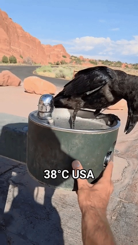 GIF animé