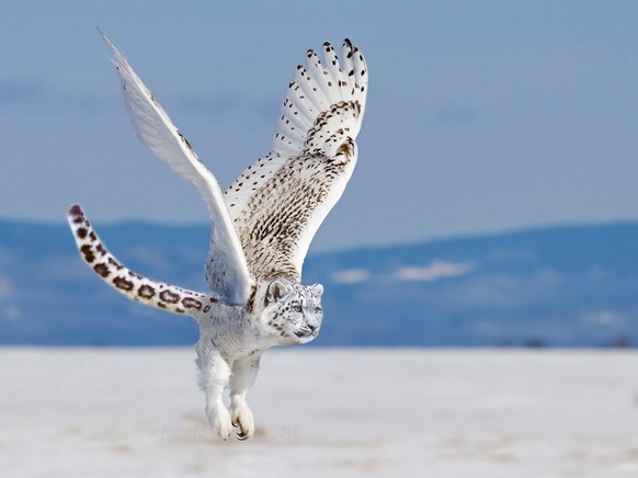 Schneeleopard-Eule

https://www.reddit.com/r/HybridAnimals/comments/3c6vn1/please_upvote_so_this_account_can_bypass_the_are/